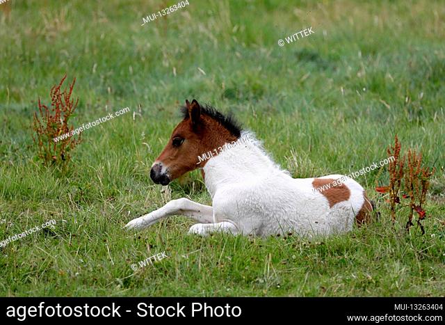 Icelandic horse, foal, Germany