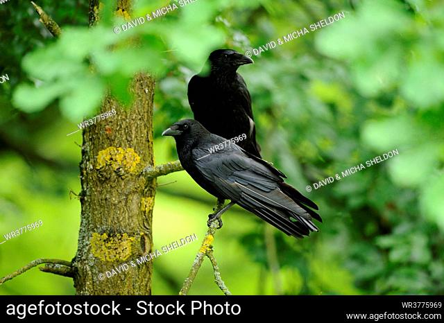 Two Carrion Crows (Corvus corone) on branch