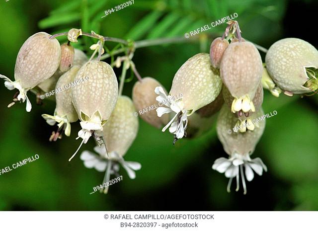 Silene vulgaris, the bladder campion or maidenstears, is a plant species of the genus Silene of the pink family (Caryophyllaceae)