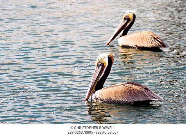 The Pelicans have learned they can make a good living hanging around the boat dock in San Diego