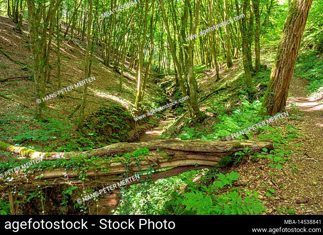 Pinschbach Valley near Kastel-Staadt, Saar Valley, Saar-Hunsrück Nature Park Rhineland-Palatinate, Germany