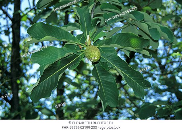 Chinese Large-leafed Magnolia Magnolia officinalis leaf and fruit