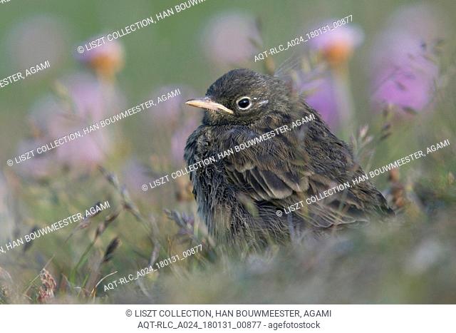Juveline Meadow Pipit, Meadow Pipit, Anthus pratensis