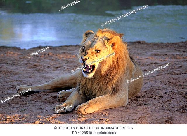 Lion (Panthera leo), male, five years, at the water, Tswalu Game Reserve, Kalahari Desert, North Cape, South Africa