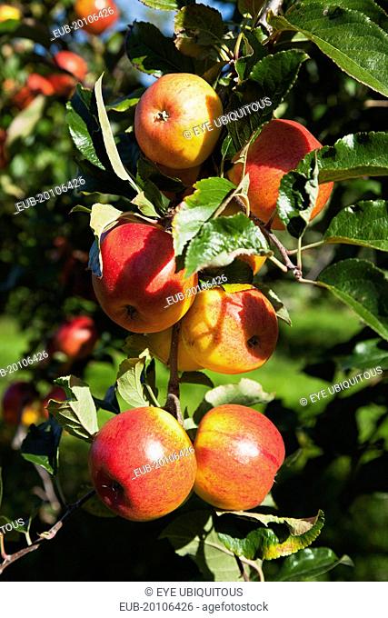 Apples growing on the tree in Grange Farms orchard