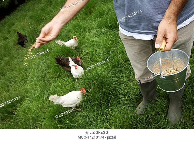 Man feeding hens in garden low section elevated view