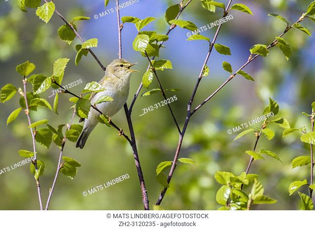 Willow warbler, Phylloscopus trochilus, sitting in a birch tree in spring time, singing with open beak, Gällivare county, Swedish Lapland, Sweden