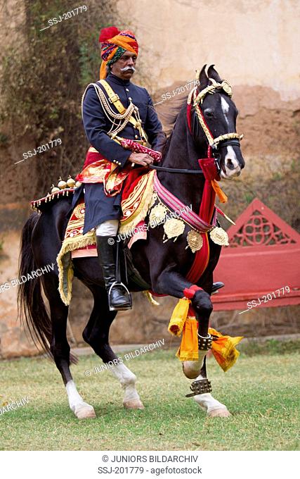 Marwari Horse. Black stallion as dancing horse, performing a Piaffe. Rajasthan, India