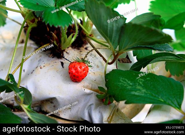 Cultivation of Strawberry in Nursery, Kuching, Sarawak, Borneo