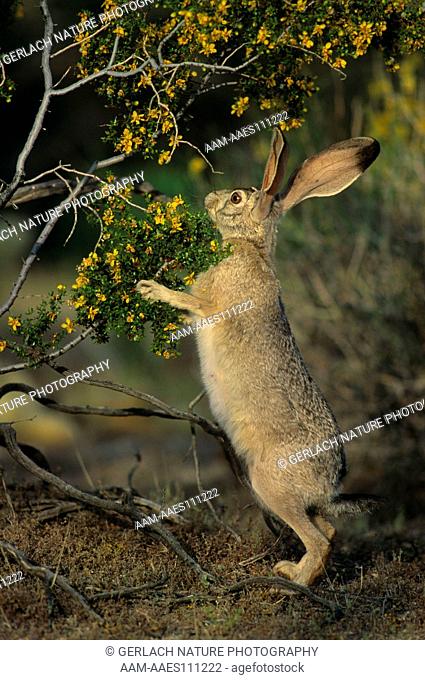 Black-tailed Jack Rabbit (Lepus ludovicianus) Joshua Tree NM, CA, California