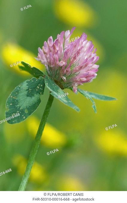 Red Clover Trifolium pratense flowering, amongst buttercups, North Downs, Kent, England, may