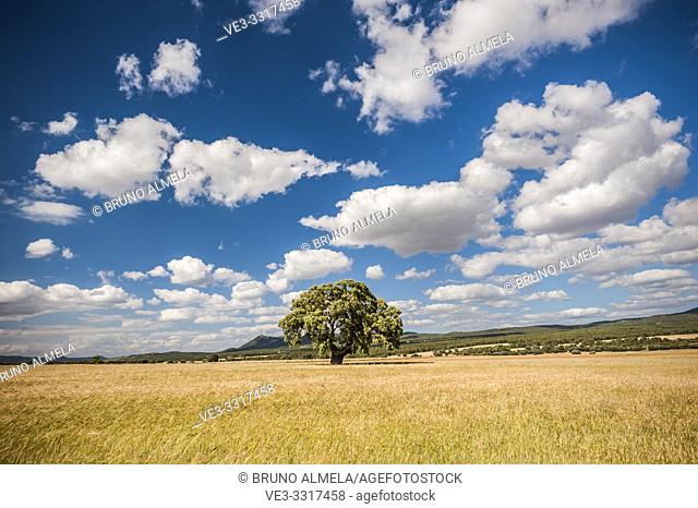 Oak tree in a yellow cereal field. This is the typical border landscape between Valencia and La Mancha regions, Spain