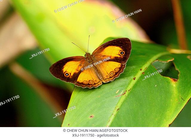 Butterfly, Mycalesis patiana, Borneo, Asia