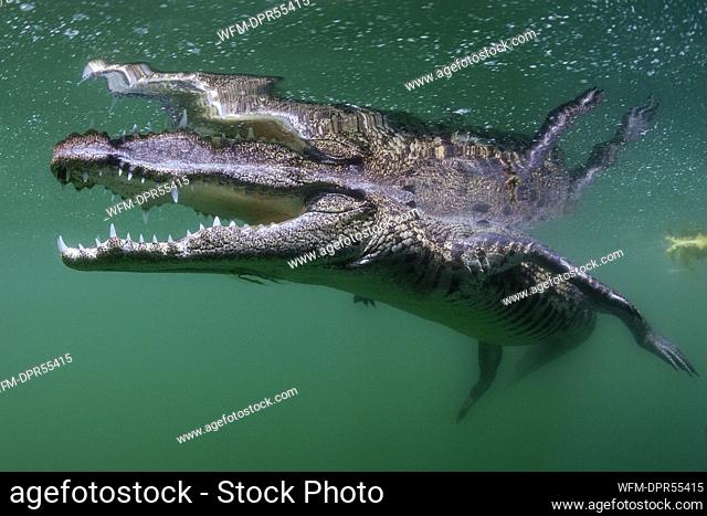 Morelet's Crocodile, Crocodylus moreletii, Cancun, Yucatan, Mexico