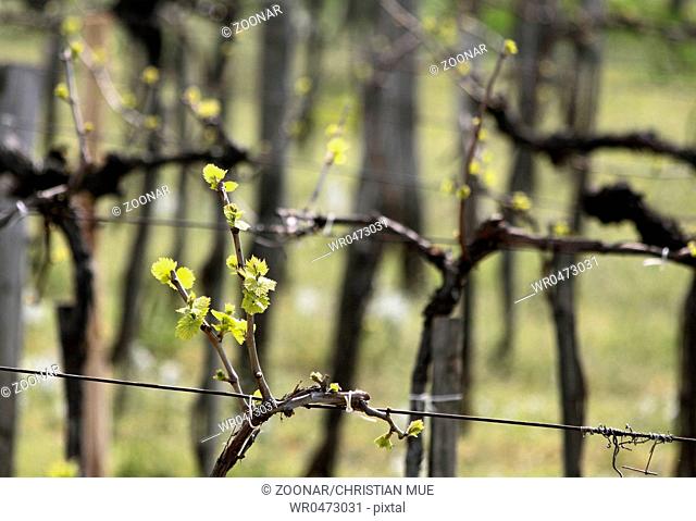 Vines in the spring