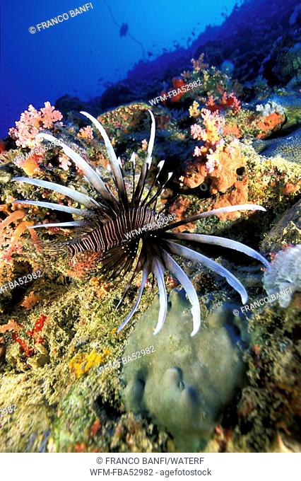 Lionfish over Coral Reef, Pterois miles, Red Sea, Saudi Arabia