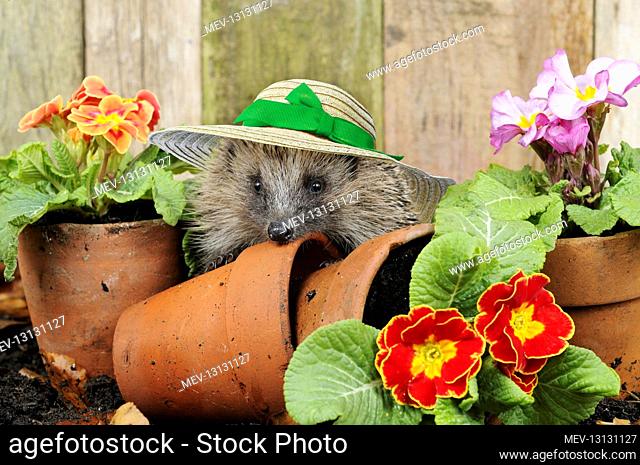 European Hedgehog , adult wearing straw hat, amongst flowering primroses and terracotta pots in garden, Norfolk, England, United Kingdom, Europe
