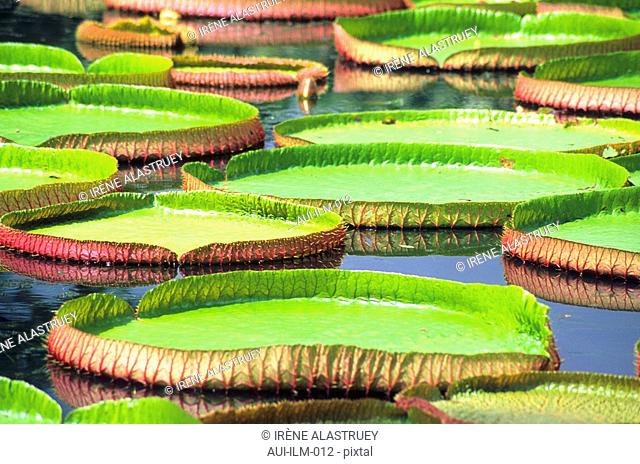 Mauritius - Pamplemousses District - Pamplemousses Garden - tropical plant
