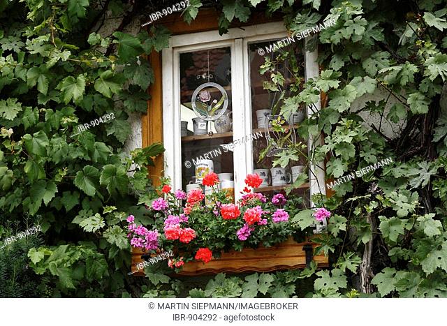 Shop window with geraniums entwined with wild vine, Bad Brueckenau, Rhoen Mountains, Lower Franconia, Bavaria, Germany, Europe
