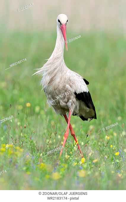 White stork -Lake Neusiedl, Austria-
