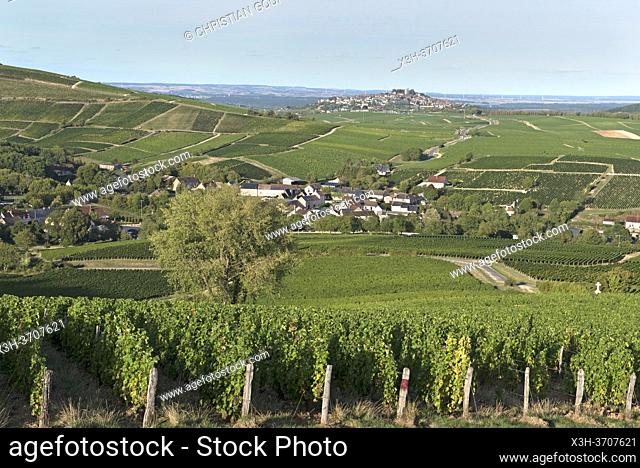 Vineyard around the village of Bue with the city of Sancerre in the background, Sancerrois natural region, Cher department, Historic province of Berry