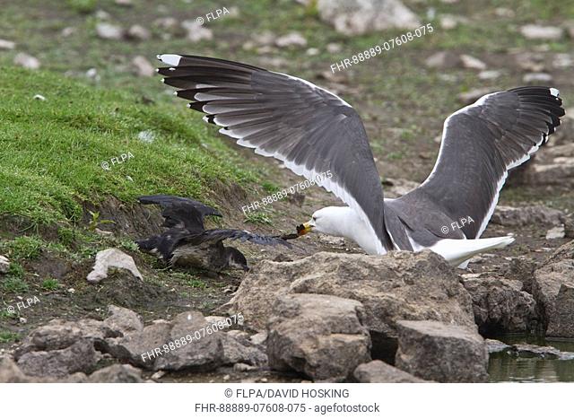 Lesser Black backed gull attacking a Manx Shearwater - Skomer Island