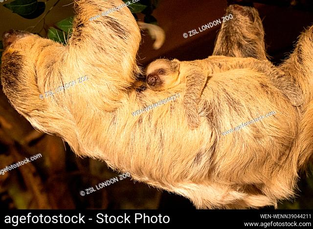 London Zoo celebrates not so slow start to the year with birth of adorable baby sloth  London Zoo has shared adorable pictures and footage of its first 2023...