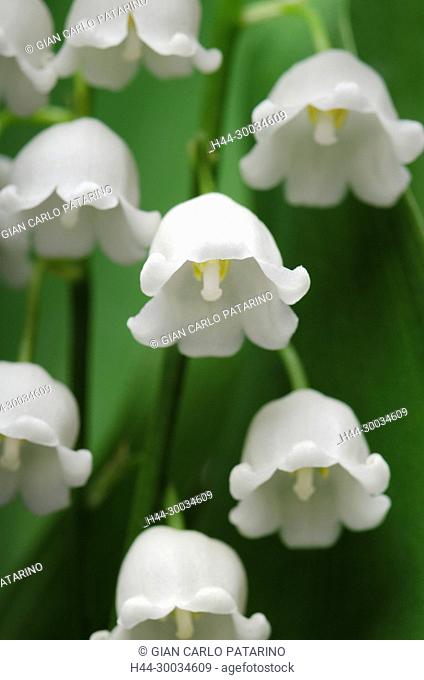 Lily of the valley or Convallaria majalis L