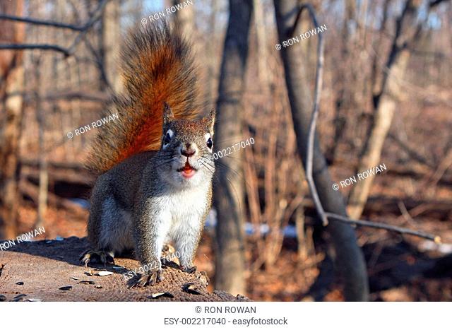 Red Squirrel Tamiasciurus hudsonicus
