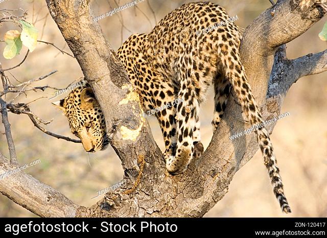 The leopard is searching for the best way down the tree. He secured his prey in the tree and now leaves lieks to leave the tree again