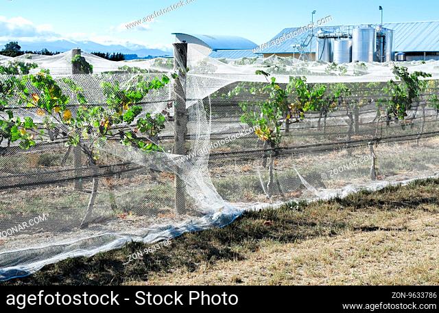 Grape vines covered in protective bird netting with winery buildings in background. Martinborough wine district, New Zealand. (Editorial use only)