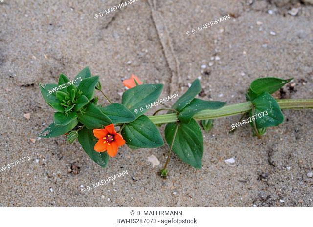 common pimpernel, scarlet pimpernel, poor man's weatherglass (Anagallis arvensis), blooming on sandy beach, Netherlands, Cadzand