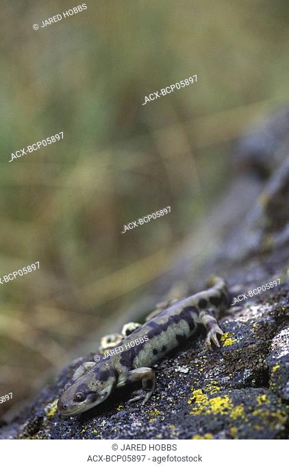 The Tiger Salamander Ambystoma tigrinum is a very rare salamander in BC  It is restricted in distribution to the grasslands of the Okanagan Valley