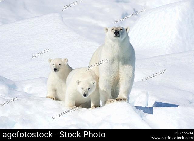 Polar bear (Ursus maritimus), animal mother with Two Cubs, North East Greenland Coast, Greenland, Arctic, North America