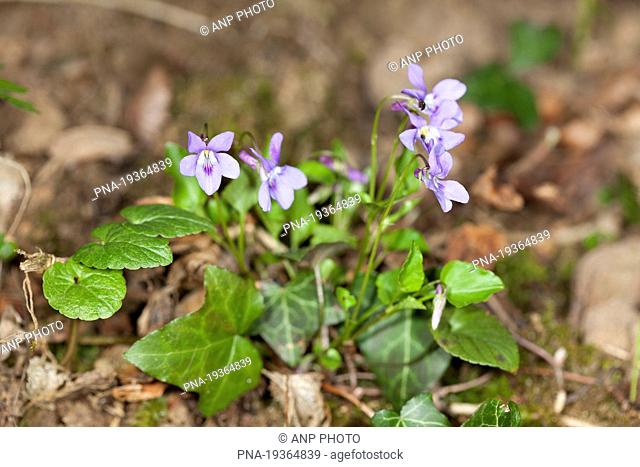 Common Dog-violet Viola riviniana - Hohn Valley, Kelmis, Liege, Wallonia, Belgium, Europe