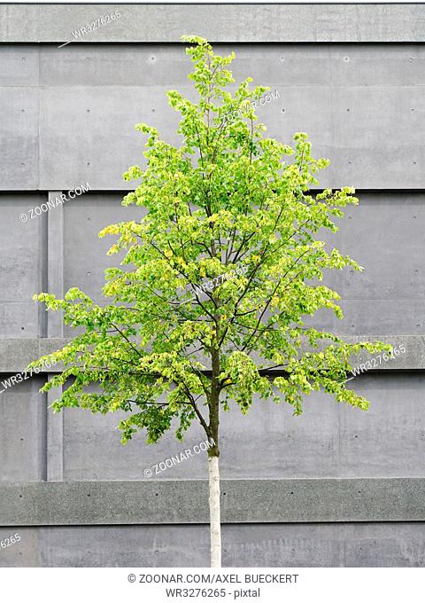 tree in front of concrete building, modern architecture versus nature
