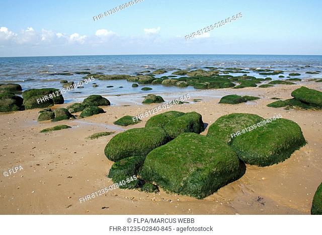 View of algae covered eroded boulders on beach with outgoing tide, Hunstanton, Norfolk, England, september