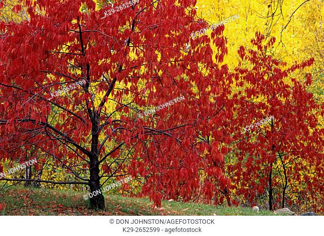 Pincherry (Prunus pensylvanica) Autumn foliage, Greater Sudbury, Ontario, Canada