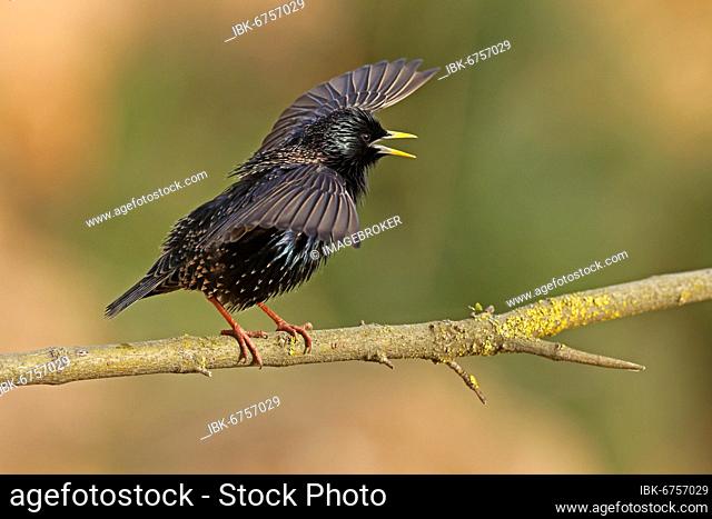 Starling (Sturnus vulgaris) spreads wings, Germany, Europe
