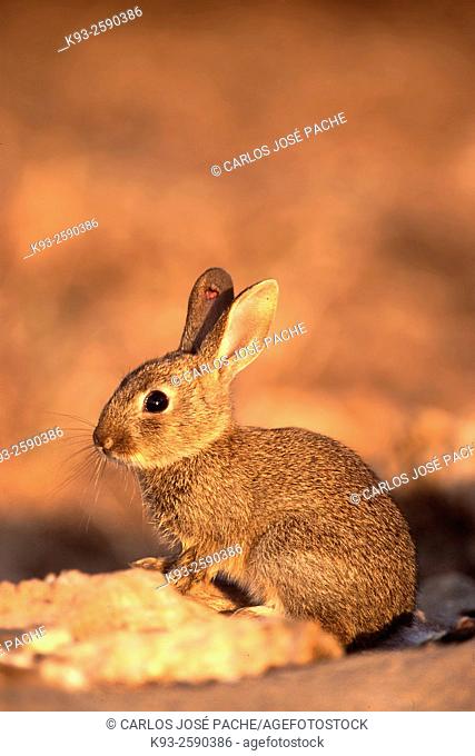 Un Conejo Europeo (Oryctolagus cuniculus) en S Albufera de Mallorca, Islas Baleares