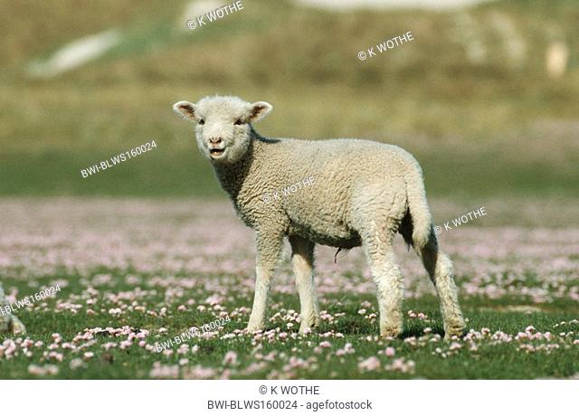 Merino land sheep Ovis ammon f. aries, lamb