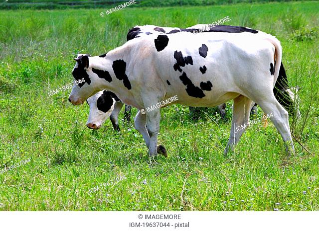 Cows on the grass