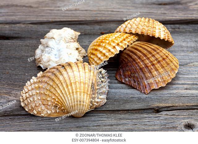 Beautiful sea shells on old rustic wood
