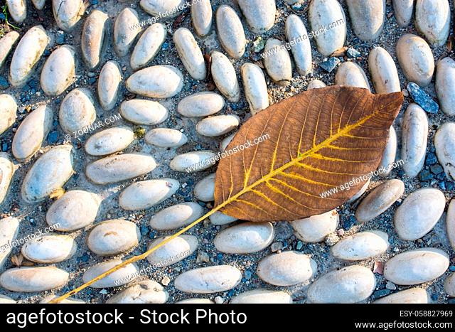 One separate dry leaf of Autumn times