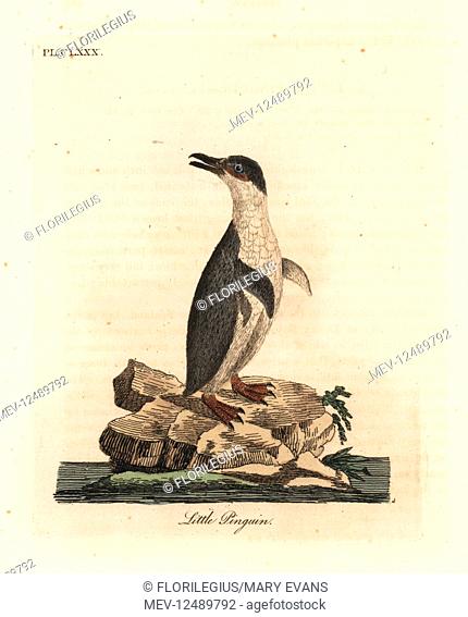 Little penguin, Eudyptula minor, or white-flippered penguin, Eudyptula minor albosignata (Aptenodytes minor). Handcoloured copperplate drawn and engraved by...