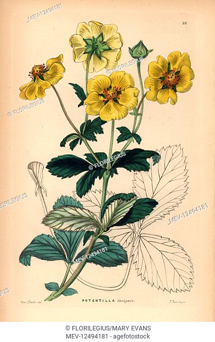 Showy cinquefoil, Potentilla insignis. Handcoloured copperplate engraving by G. Barclay after Miss Sarah Drake from John Lindley and Robert Sweet's Ornamental...