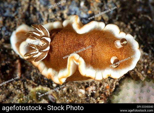 White-Margin Nudibranch (Glossodoris rufomarginata); Maui, Hawaii, United States of America