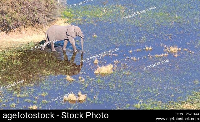 Elephant crossing water in the Okavango delta (Botswana), aerial shot