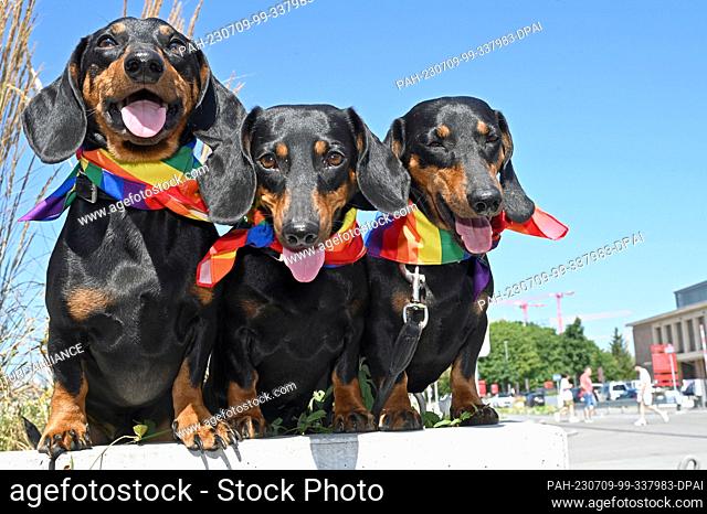 09 July 2023, Bavaria, Munich: The shorthaired dachshunds Seppi, Moni and Blümchen panting in midsummer temperatures of over 30 degrees before the 1st Munich...