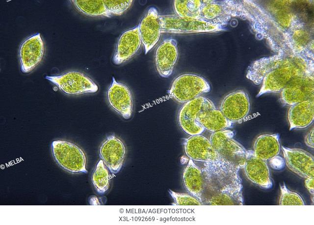 Euglena sp Seaweed Algae Flagellate Sarcomastigophora Protozoan Optic microscopy